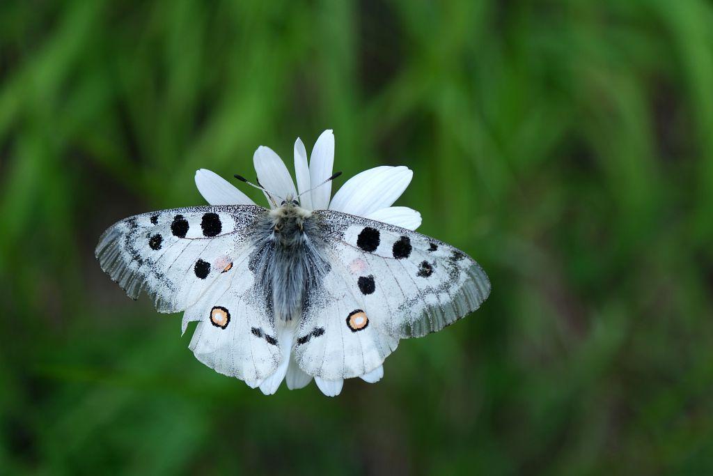 Photo papillon apollon